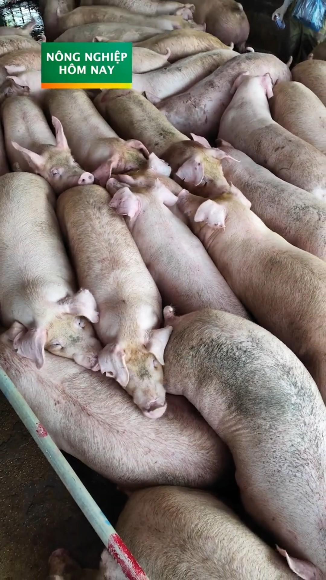 Giá heo hơi tăng mạnh trở lại